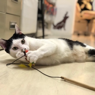 現場遺棄、大腿骨骨折で保護したはち君