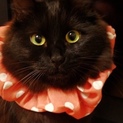 黒猫コンブ(2枚目は黒のみです)