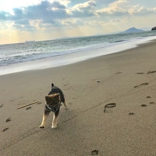 テェディ君海の近くのI様の元で元気に暮らしています