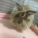 子うさぎの里親様募集