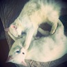 たかはし8