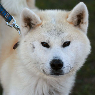 ブサ可愛い秋田犬