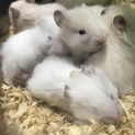 長毛ハムスターベビー里親様決まりました♬