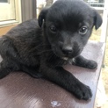 黒ラブ似のかわいい子です 白い子犬と兄弟です