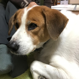 緊急！島根県より大型犬の飼い主さん募集！