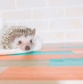 里親決定しました。ありがとうございました。