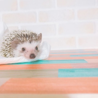 里親決定しました。ありがとうございました。