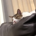生涯大事に飼ってくれる方