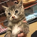 子猫★オス2匹★トラ★甘えん坊です。