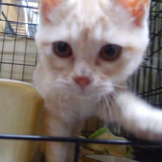 おっとり茶虎柄の男の子【ΦωΦ】