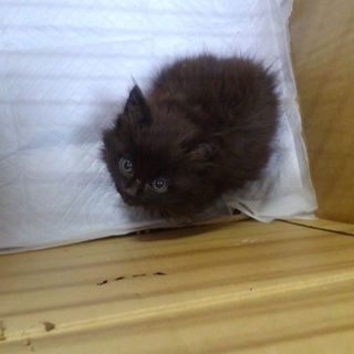 長毛の黒？茶？な男の子【ΦωΦ】※トライアル開始