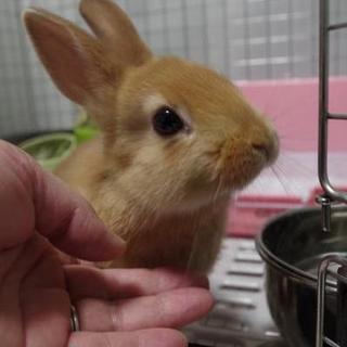 保護うさぎ キャプテンくん