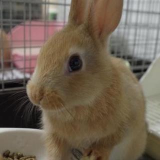 保護うさぎ 万次(まんじ)くん