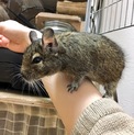 ノーマルデグー♂1匹♪♪