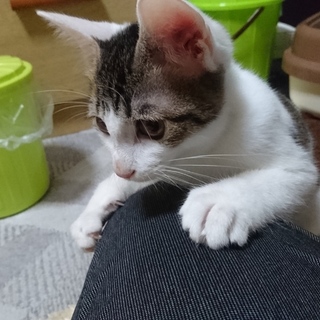 白ネコ耳がチャームポイント白キジ女の子