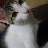 白ネコ耳がチャームポイント白キジ女の子 サムネイル2