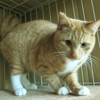 ６カ月の茶トラ君