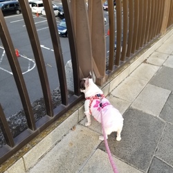 「はるさんをお迎えして1カ月半」サムネイル2