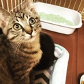 子猫兄弟