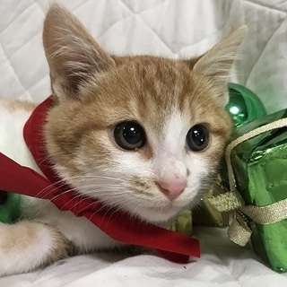 ３か月の茶白の男の子