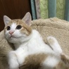 ３か月の茶白の男の子 サムネイル2