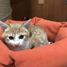 ３か月の茶白の男の子 サムネイル3