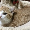 ３か月の茶白の男の子 サムネイル5
