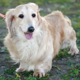 フレンドリーなダックス