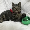 ゴロゴロでモコモコの３か月のキジ男の子。 サムネイル3