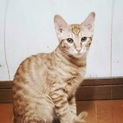 厳しい環境にいた茶トラちゃん5,5ヶ月