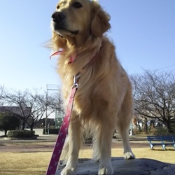 犬の通行禁止④完結編