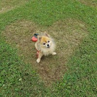 マリー