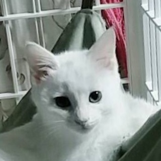 可愛い 白子猫