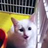 可愛い 白子猫 サムネイル3