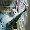 可愛い 白子猫 サムネイル4