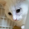 可愛い 白子猫 サムネイル2