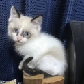 シャム風ブルーアイ♀生後２ヶ月半