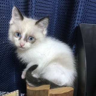 シャム風ブルーアイ♀生後２ヶ月半
