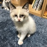 シャム風ブルーアイ♀生後２ヶ月半 サムネイル2