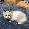 シャム風ブルーアイ♀生後２ヶ月半 サムネイル3