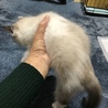 シャム風ブルーアイ♀生後２ヶ月半 サムネイル4