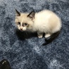 シャム風ブルーアイ♀生後２ヶ月半 サムネイル5