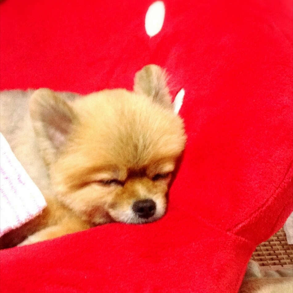 はつのカバー写真