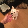 両耳立ってきました