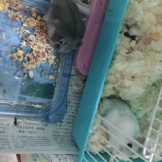 ハムスター里親募集