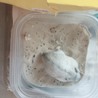 ハムスター里親募集 サムネイル2
