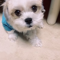 梅之助