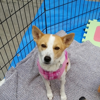 菩薩のようなマミィちゃん