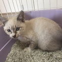 里親になってあげてください！