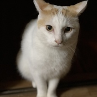 らいおん